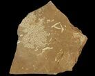 Ordovician Bryozoans (Chasmatopora) Plate - Estonia #89749-1